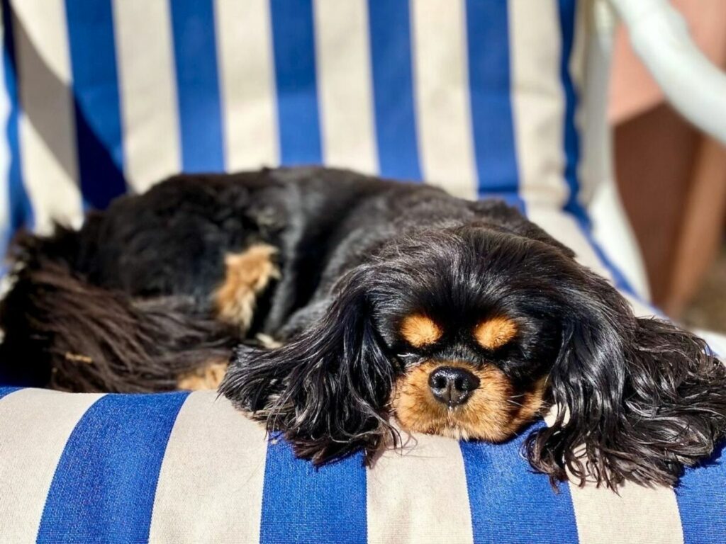 chien cavalier king charles dog friendly la vie est belle en provence