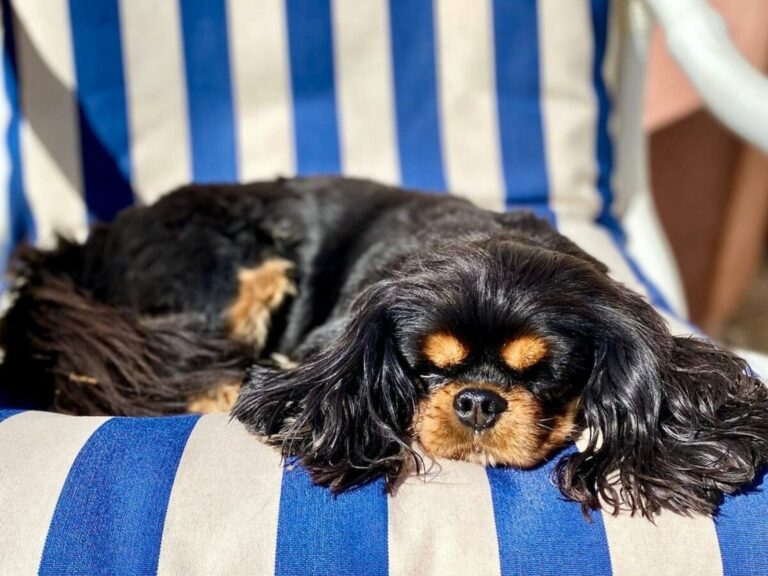 chien cavalier king charles dog friendly la vie est belle en provence