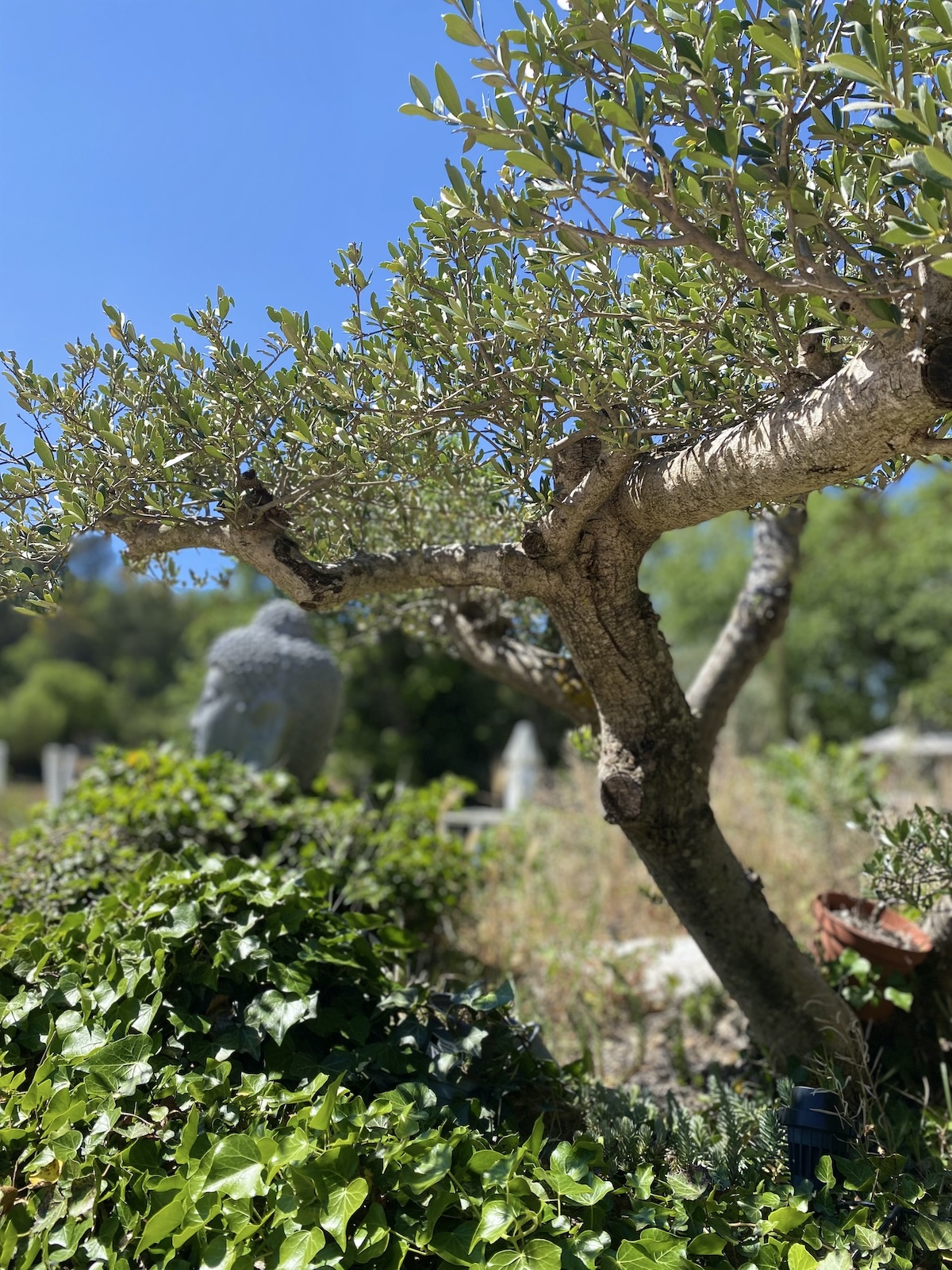 jardin olivier et bouddha en provence verte