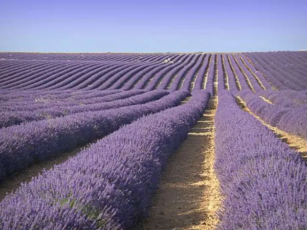 plateau valensole 30109 w600